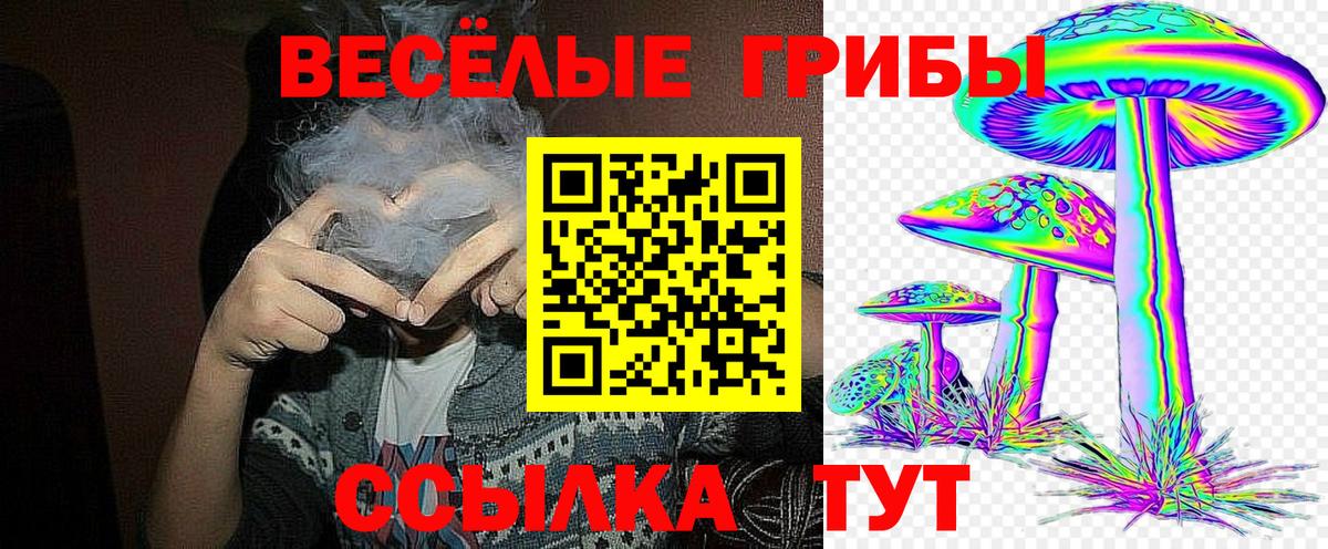 Галлюциногенные грибы Psilocybe  Вход с VPN  Карачаевск 